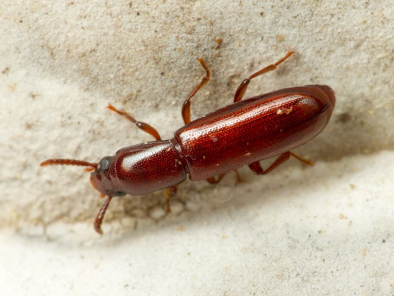 Corticeus unicolor Piller & Mitterpacher, 1783